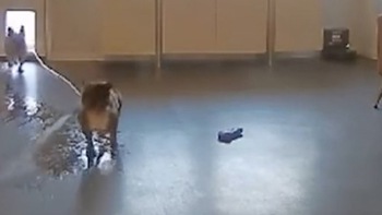 Sen bất lực khi check camera thấy 2 chú chó kéo vòi nước vào 'lau nhà'