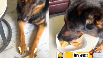 Chú chó dùng thủ đoạn để hưởng trọn đĩa thức ăn