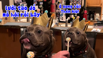 Chú chó nhẫn nại chờ sen hát mừng sinh nhật mình để ăn kẹo