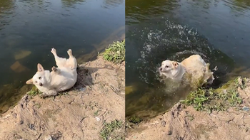 Chú chó nằm gãi ngứa ngã nhào xuống sông
