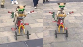 Chú chó đeo kính râm đạp xe dạo phố siêu ngầu