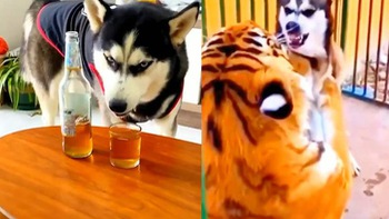 Husky uống rượu, gan lì không sợ hổ