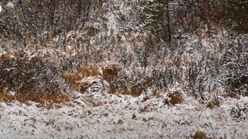 Mắt 10/10 mới thấy con sói trong khu rừng tuyết