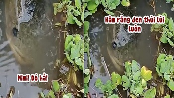 Cô gái gọi pet cưng cá lóc dưới ao lên ăn sáng