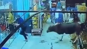Đám đông chạy nháo nhào khi bò lao vào tiệm cắt tóc