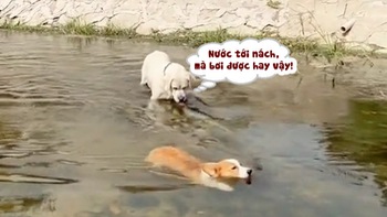 Chú chó ngơ ngác khi corgi bơi nước
