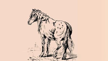 Thử tài tinh mắt: Tìm chủ nhân con ngựa trong hình