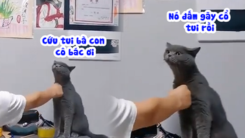 Chú mèo có tài năng diễn xuất siêu hài