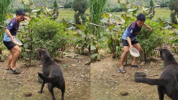 Chú chó 'chán không buồn nói' với sen lầy lội