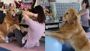 Chú chó tập yoga cùng cô chủ siêu đỉnh