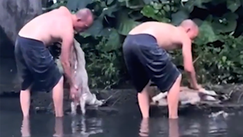 Người đàn ông cứu sống chú chó bị đuối nước