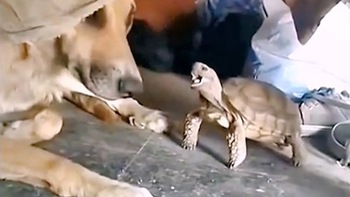 Rùa nổi quạu khi bị chó ngoạp đầu