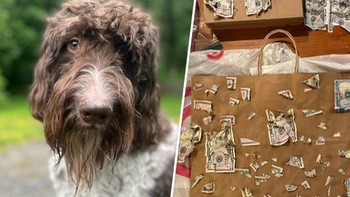 Cặp đôi phải 'rửa tiền' vì chó cưng