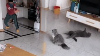 Hai chú mèo diễn sâu khi gặp trộm
