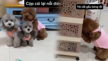 Những chú chó Poodle biết hối lỗi khi bị cô chủ la mắng