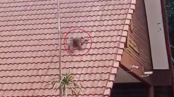 Chú khỉ leo lên mái nhà chơi trò cầu tuột