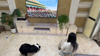 Chú chó bắt chước diễn viên trong tivi quỳ vái hoàng thượng