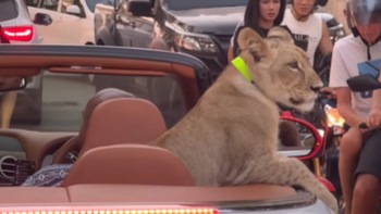 Chở sư tử dạo phố bằng xe mui trần
