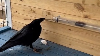 Quạ dùng gậy chọc ngoáy lấy đồ ăn trong ống nhựa
