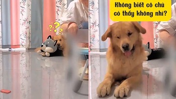 Chú chó giả ngu ngơ sau khi ăn vụng miếng thịt hộp