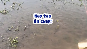 Cần thủ nổi đóa với cá lóc 'ăn chay'