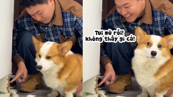 Chú chó giả vờ ngu ngơ khi bị ông chủ bắt bài quậy phá