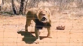 Sư tử nổi quạu khi bị nhân viên sở thú quăng tảng thịt trúng đầu