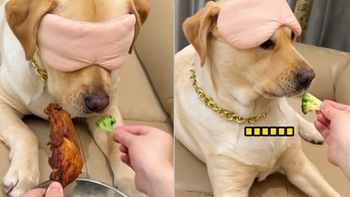 Chú chó nổi quạu khi sen cho ngửi đùi gà lại cho ăn rau