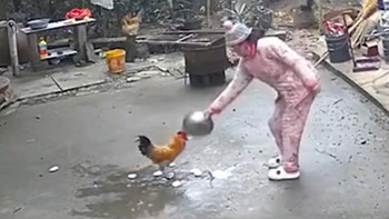 Cô chủ nổi đóa vì gà trống hổ báo