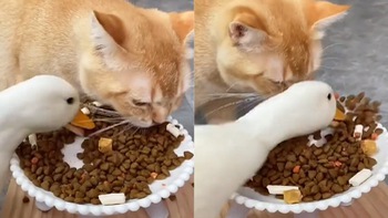 Mèo bất lực với vịt háu ăn