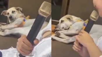 Chú chó chán không buồn nói khi nghe cô chủ hát karaoke như đọc
