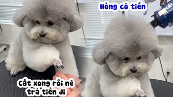 Chú chó poodle liên tục lạy anh thợ để được miễn phí tiền  tỉa lông