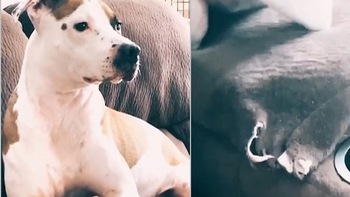 Chú chó mặt tỉnh bơ khi cắn rách ghế sofa