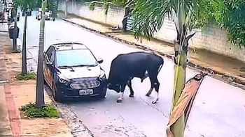 Ô tô đỗ lề đường gặp họa với con bò ngứa sừng