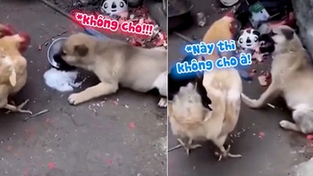 Chó con tham ăn bị gà mẹ đánh tơi bời