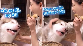 Chú chó năn nỉ cô chủ cho miếng bánh