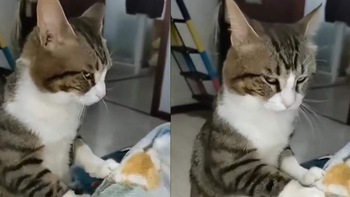 Chú mèo lườm nguýt khi bị sen bắt bóp chân