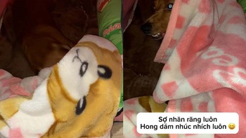 Chú chó sợ ma