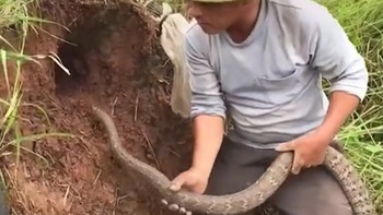 Người đàn ông dùng rắn cưng bắt chuột siêu đỉnh