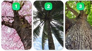 Quiz: Bạn là người mơ mộng hay thực tế?