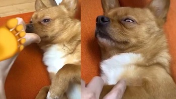 Chó cưng lâm vào trạng thái hôn mê khi ngửi chân sen