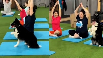 Chú chó bắt chước ông chủ tập yoga