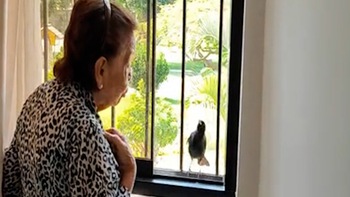 Chú chim đứng ở cửa sổ hót cho cụ bà nghe để xin ăn