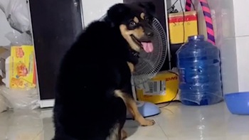 Chú chó giành quạt với cô chủ vì trời nắng nóng