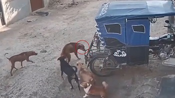 Chú chó hổ báo bắt nạt đồng bọn bị đánh hội đồng