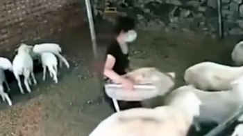 Cô chủ nổi đóa khi bị cừu đạp ngã