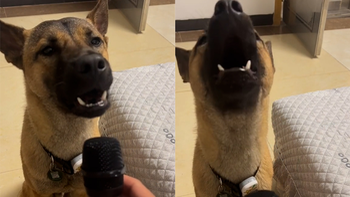 Cười sảng với chú chó có đam mê hát karaoke