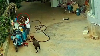 Chàng trai nhanh trí kịp ngăn cản hai chú chó đánh nhau