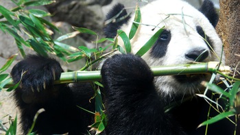 Trung Quốc gửi cặp gấu trúc khổng lồ Vân Xuyên và Hâm Bảo đến vườn thú San Diego