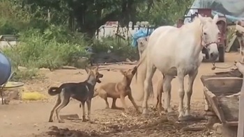 Chó nghịch ngợm hú hồn vì bị ngựa đá